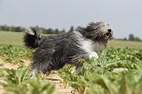 BEARDED COLLIE 048